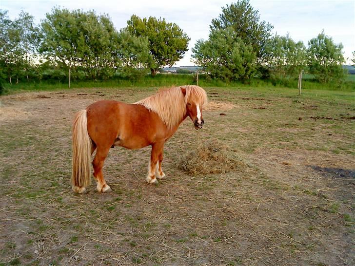 Shetlænder Speedy - det smager dejligt billede 9