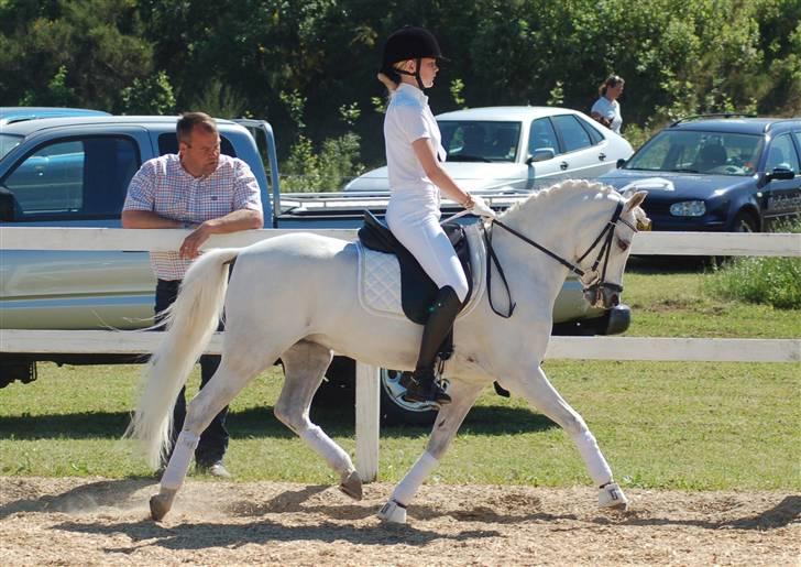 Welsh Pony af Cob-type (sec C) Korreborgs hero solgt billede 3