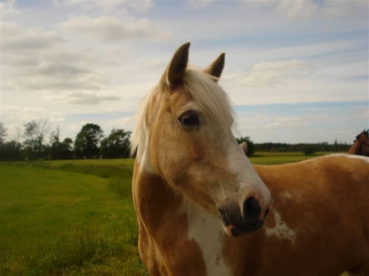 Anden særlig race Jolly billede 19