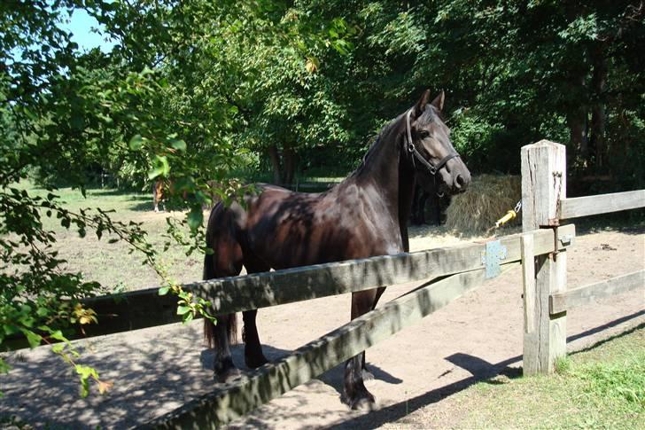 Frieser Laura ( Solgt ) billede 19