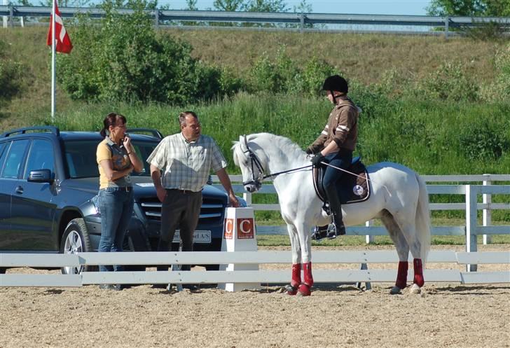 Welsh Pony af Cob-type (sec C) Korreborgs hero solgt billede 5