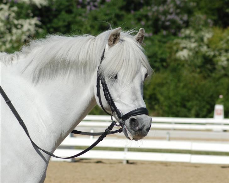 Welsh Pony af Cob-type (sec C) Korreborgs hero solgt billede 6