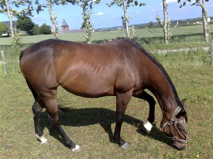 Engelsk Varmblod Fatal Experience *død* billede 18