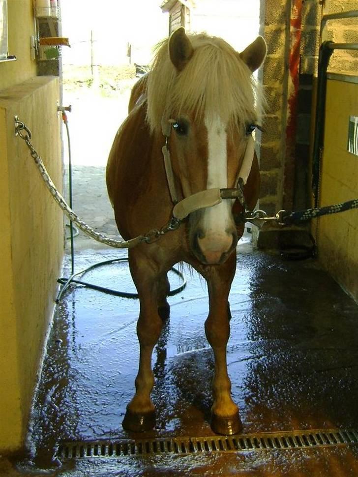 Haflinger Freja * - Parkering i "vaskehallen"  billede 17