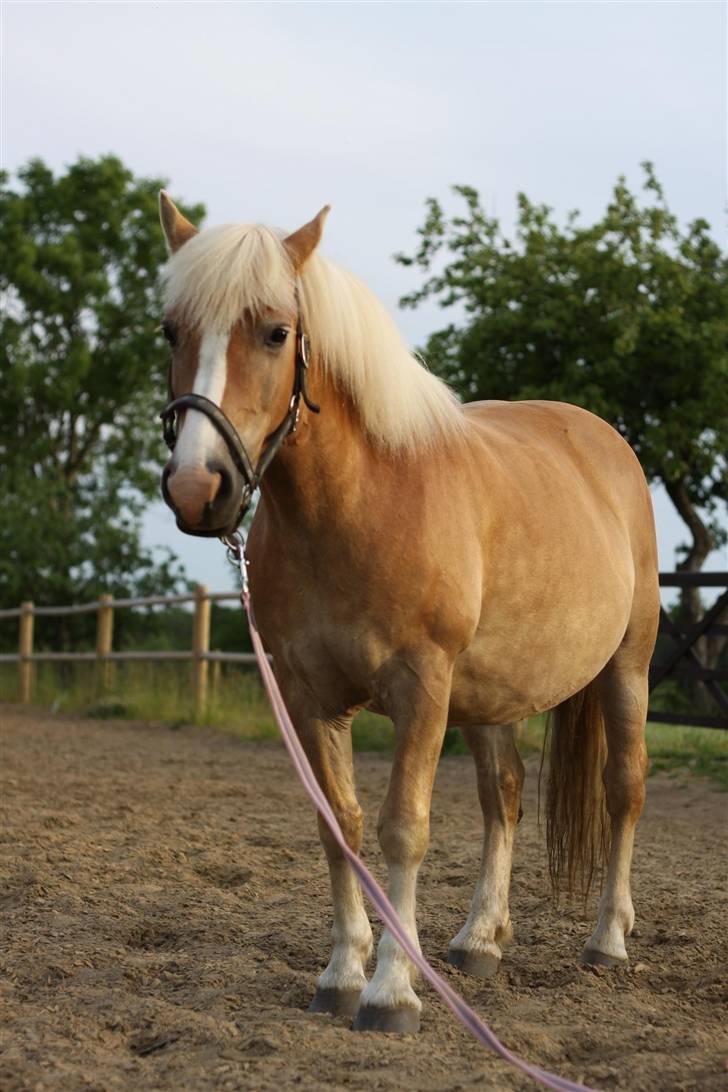 Haflinger Freja * billede 18