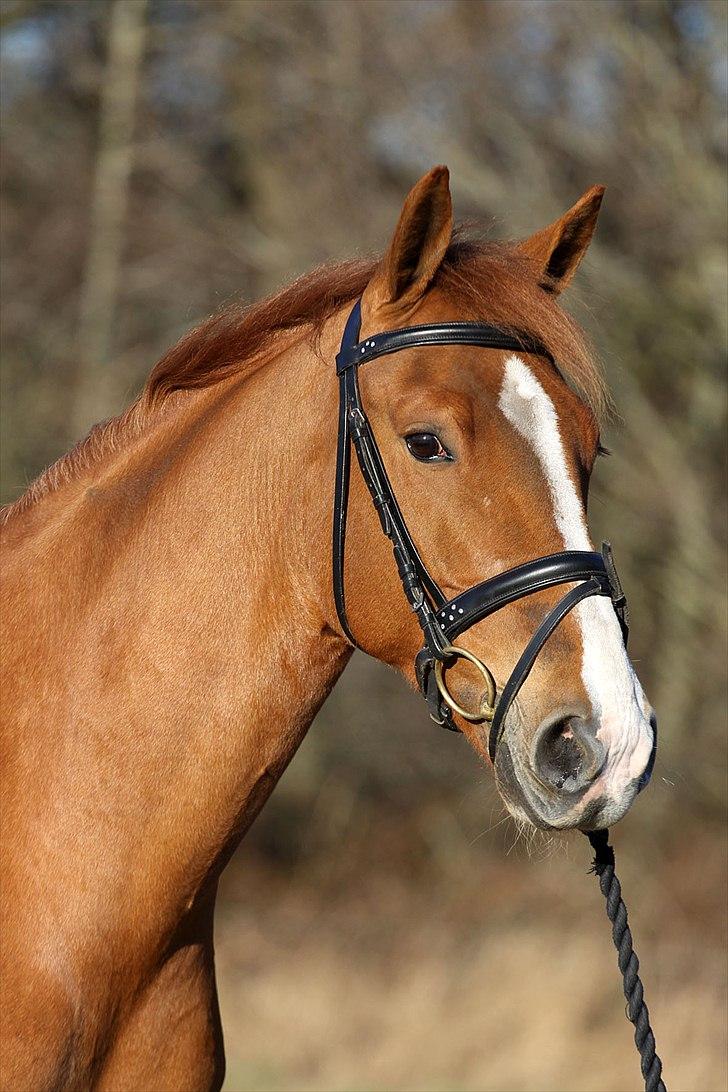 Frederiksborg Seedorff´s Mulle - marts 2011 billede 8