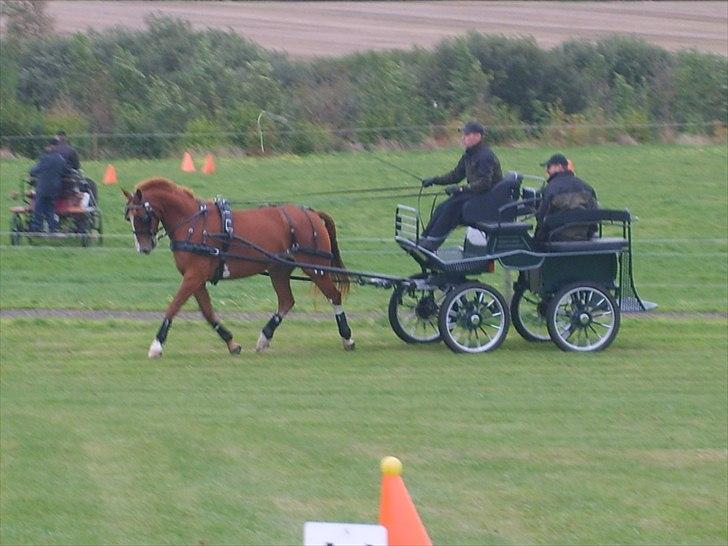 Frederiksborg Seedorff´s Mulle - Top cup finale 11 sep. 2010 billede 9