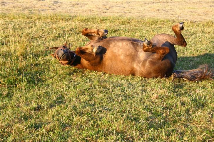 Shetlænder speedy  - nr. 13´ uhh det er dejligt at rulle sig lige efter man er blevet striglet. xD billede 13
