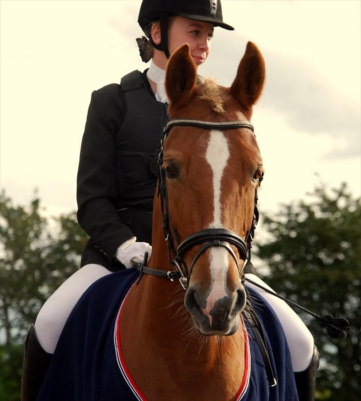 Anden særlig race Bakkens Flicka - Nibe cup 2010 "VINDER" Præmieoverrækkelse billede 3