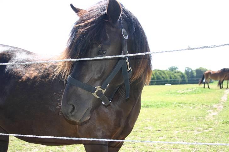 Gotlandsruss | Tarpans Lecki - Sommeren 09 billede 1