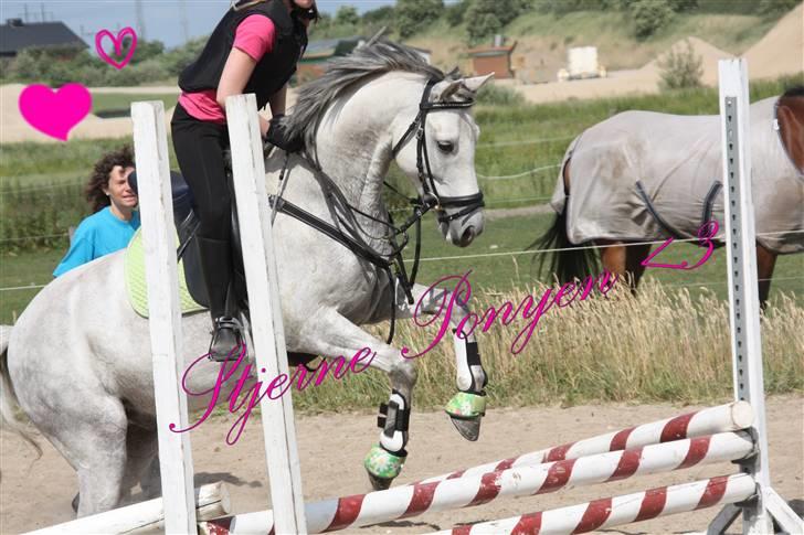 DSP Holmgaards Galant Solgt - Mig & Kalle-Mand springer for første gang sammen :D billede 17