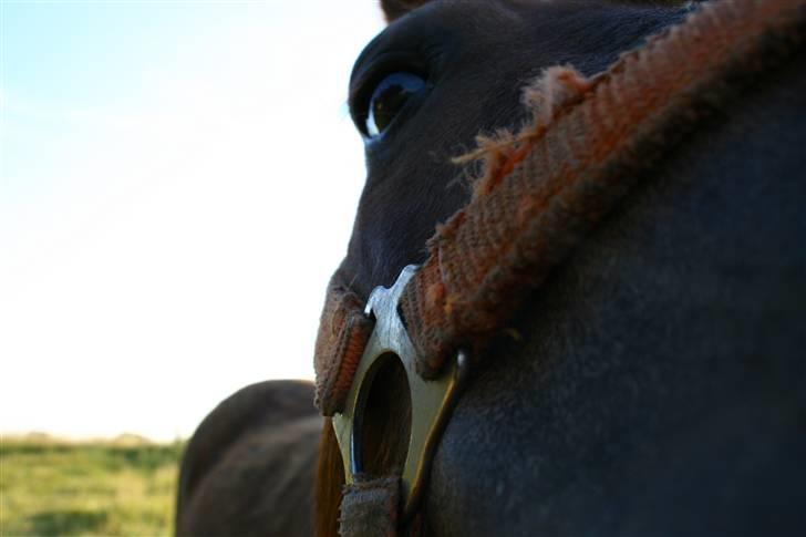 Shetlænder speedy  billede 14