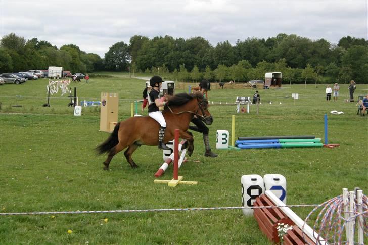 Shetlænder Paradisets Theodor SH 442 - Sarah, Anna & Teddy. C: - 1. plads! :DD billede 17