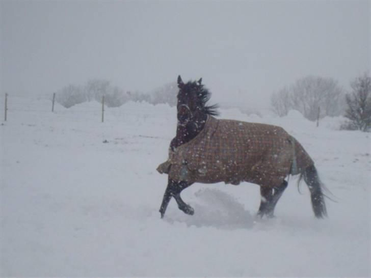 Pinto Hoelgaard´s wild lakuma   - Januar 2010 billede 1