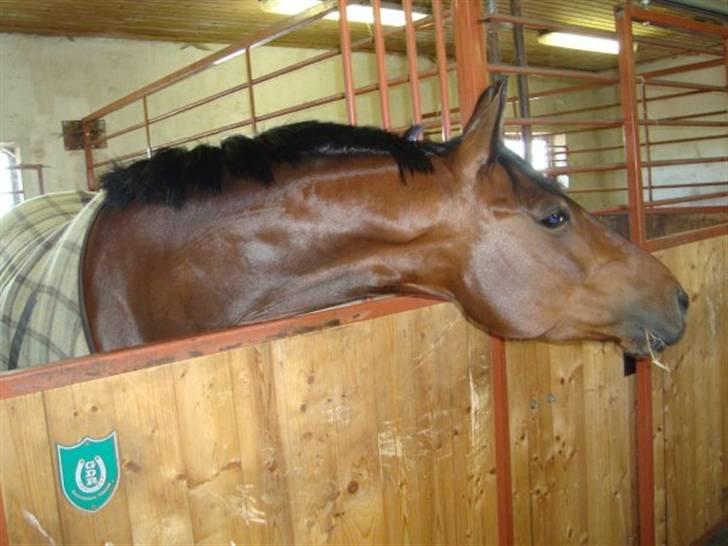 Pinto Hoelgaard´s wild lakuma   billede 2