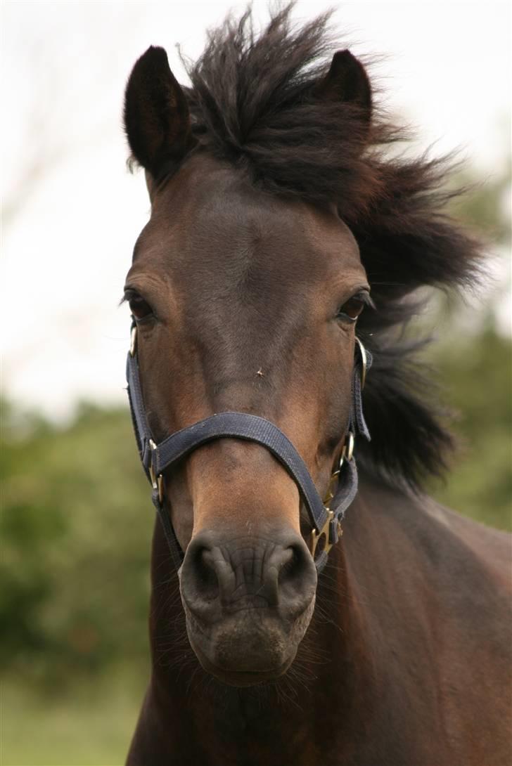 Anden særlig race Bailando (Frede)  - Frede er hans kælenavn. Han hedder rigtigt Bailando.  billede 1