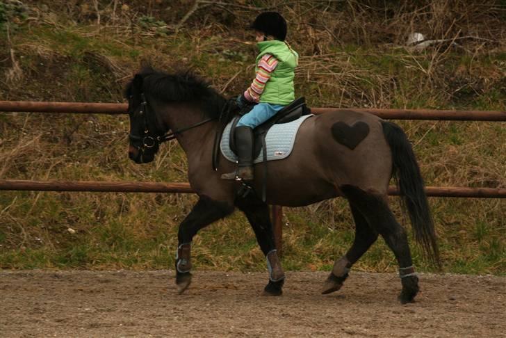 Anden særlig race Bailando (Frede)  - Her er jeg 7 år.  billede 2