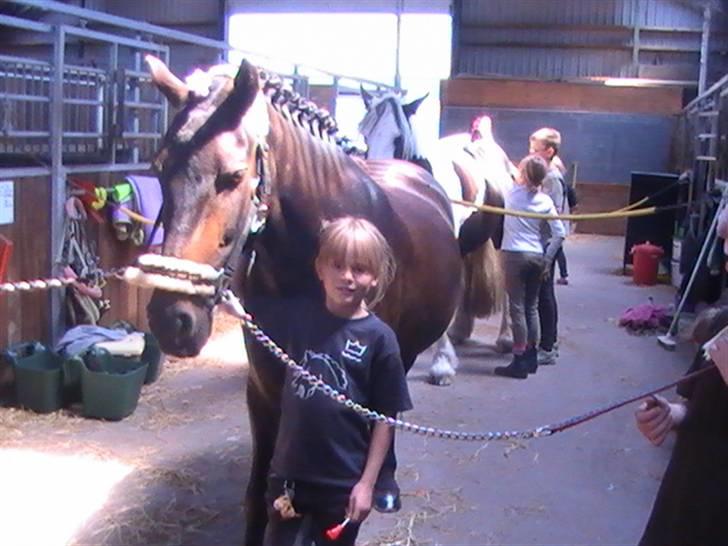 Anden særlig race Bailando (Frede)  - Ridelejr i Klarup 2008.  billede 4