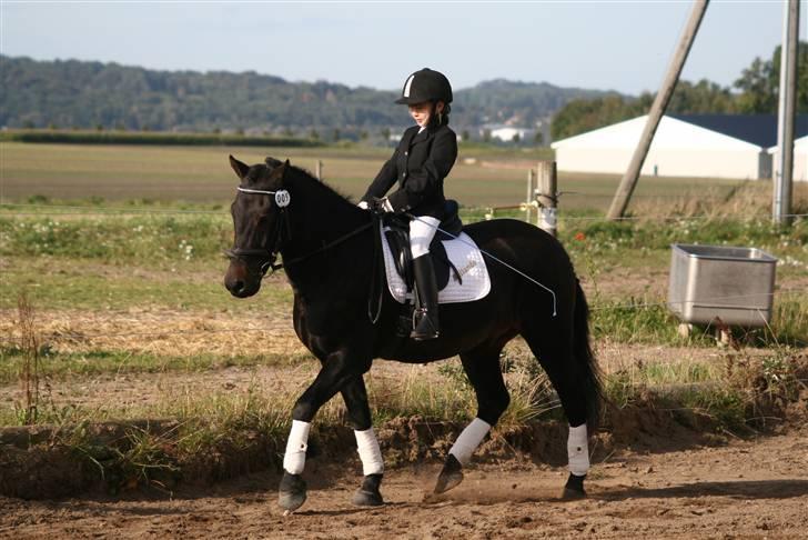 Anden særlig race Bailando (Frede)  billede 6
