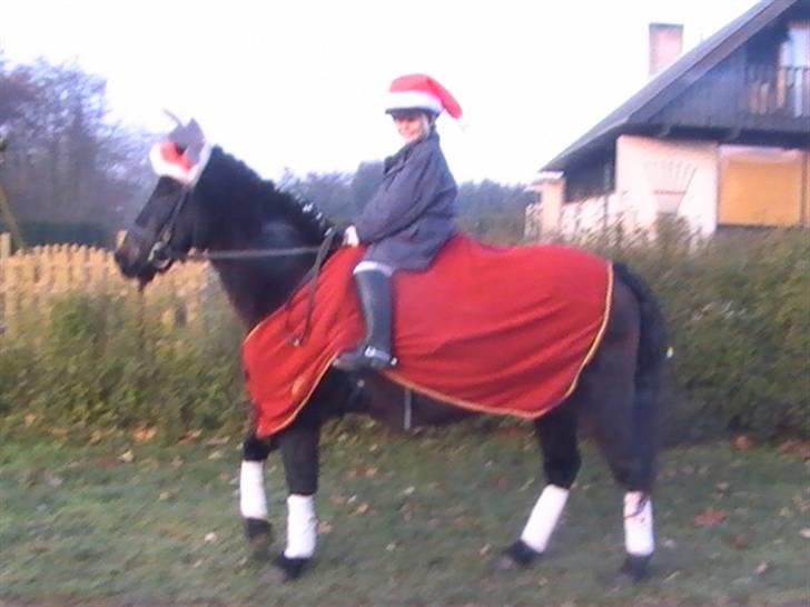 Anden særlig race Bailando (Frede)  billede 7