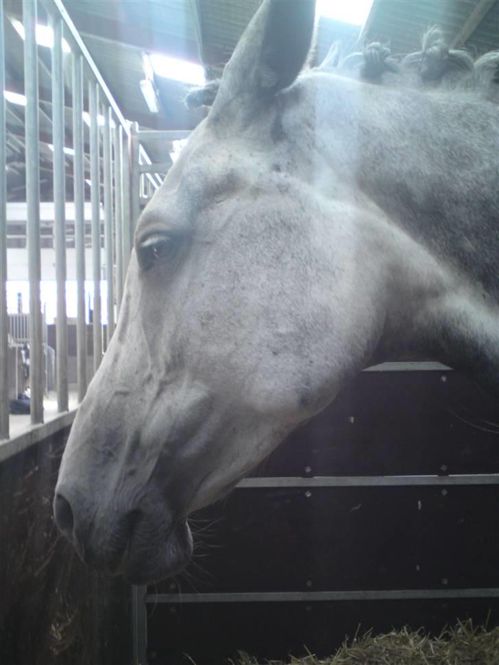 Dansk Varmblod Castella Høm billede 7