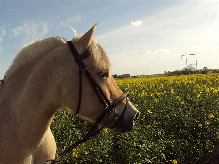 Fjordhest Møllevejs Hannibal - 14# Du er bare den bedste skatte ;i Foto; Stephanie billede 14