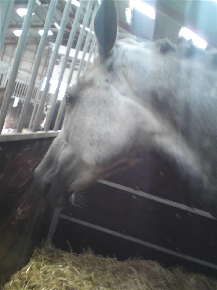 Dansk Varmblod Castella Høm billede 8