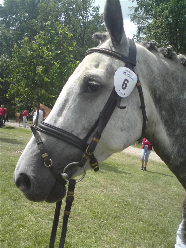 Dansk Varmblod Castella Høm billede 9