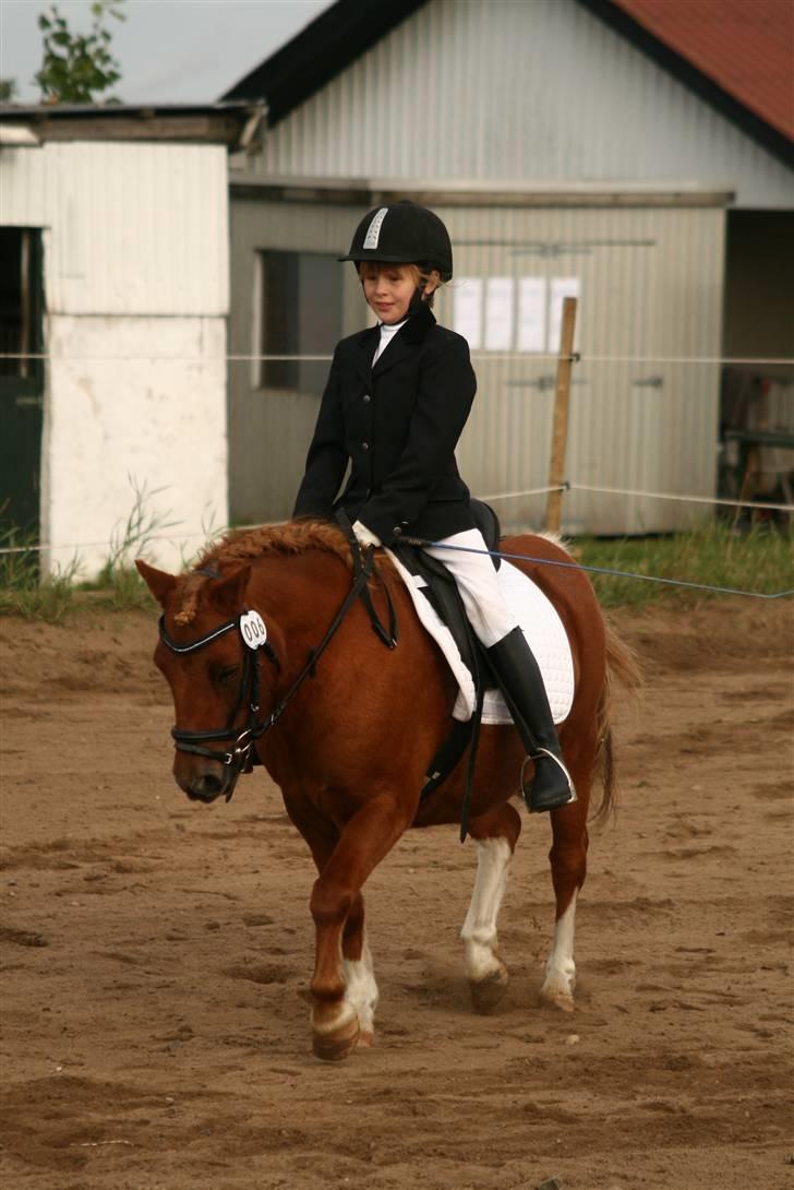 Anden særlig race Ridder Rust (Buster) - LE dressur Laura Carle billede 2