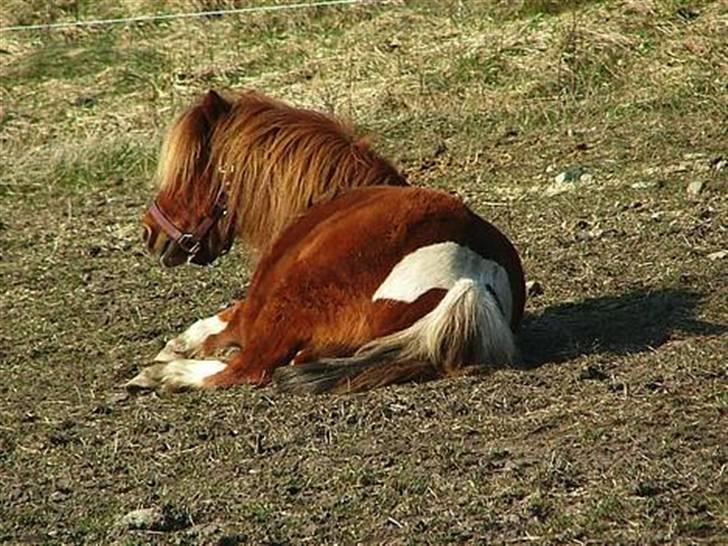 Anden særlig race Ridder Rust (Buster) - Buster likker og hygger sig (vinteren 2008) billede 3