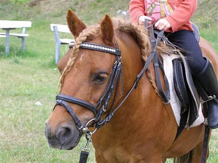 Anden særlig race Ridder Rust (Buster) - Laura og Buster den gang hvor Laura var lille billede 4