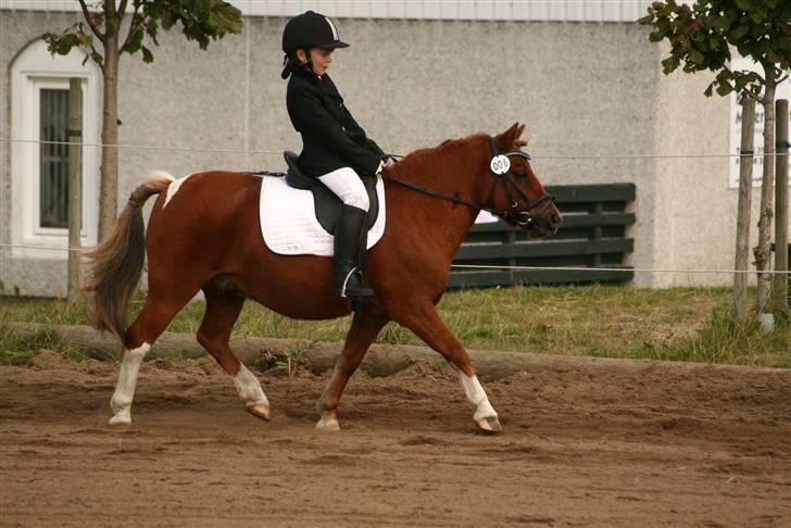 Anden særlig race Ridder Rust (Buster) - lille Søde buller til LE dressur billede 5