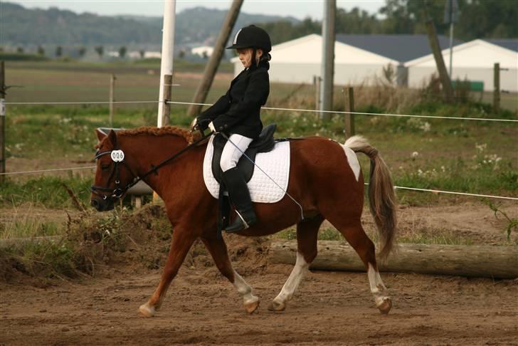 Anden særlig race Ridder Rust (Buster) - LE dressur Laura Carle billede 6