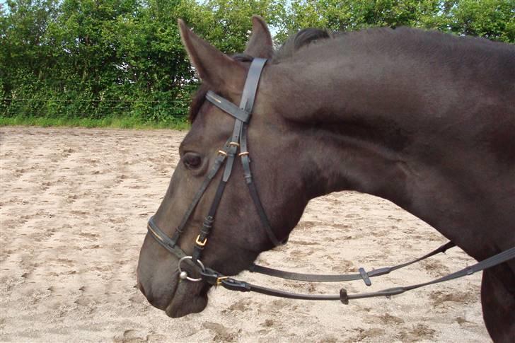 Frieser Laura ( Solgt ) billede 20