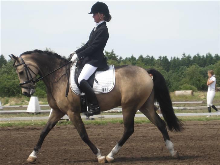 DSP Tovdal's Irish Dundee - Indridning i LA3. billede 20