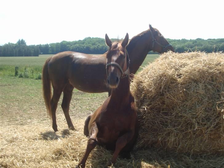 Hannoveraner Merci  - her sidder jeg så, og sidder xD billede 19