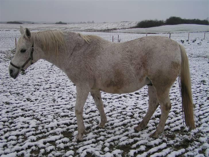 Anglo Araber (AA) Isak R.I.P. billede 1