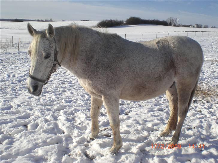 Anglo Araber (AA) Isak R.I.P. billede 2