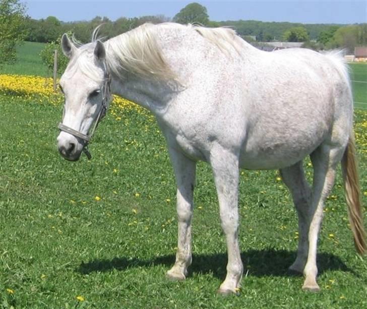 Anglo Araber (AA) Isak R.I.P. billede 3