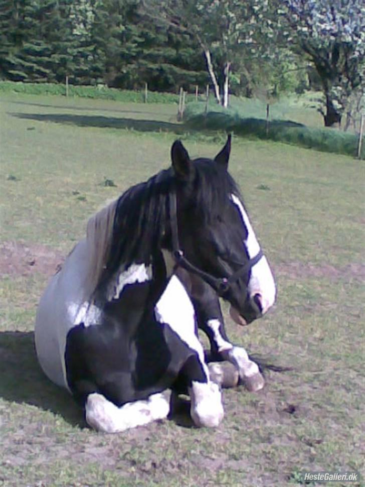 Anden særlig race Snoopy - Solgt&Savnet! <3 - 10) Så slapper jeg bare af.. billede 10