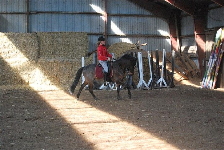 DSP Bæklunds Remus - solgt - Marie Dige Søndergaard undervisning. billede 7