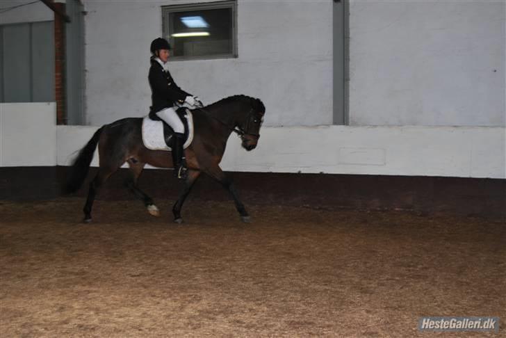 DSP Bæklunds Remus - solgt - Stævne i Thisted. billede 8