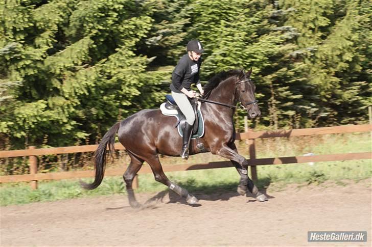 Anden særlig race Micado - Vi galopperer på banen for 2. gang (i let sæde selvfølgelig) billede 19
