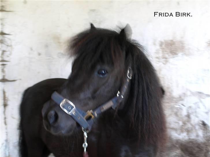 Shetlænder |Madsen| - passer. - {17} - i stalden, efter træning. billede 17