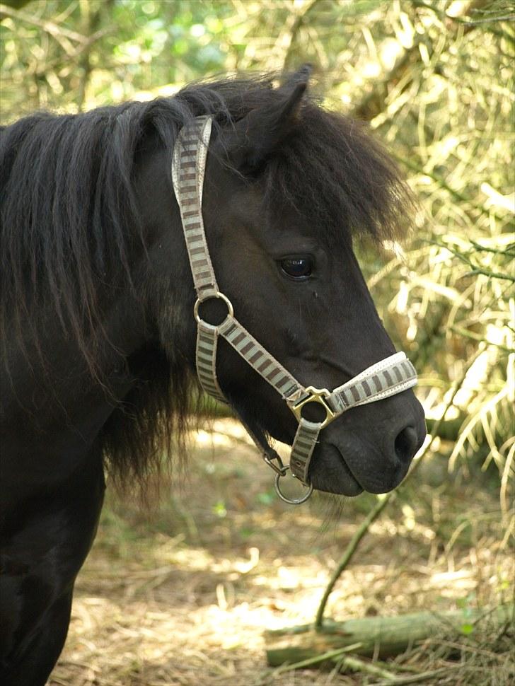 Shetlænder |Madsen| - passer. - {18} - MADSEN i;.<3 foto´ Nadja Eskesen. billede 18
