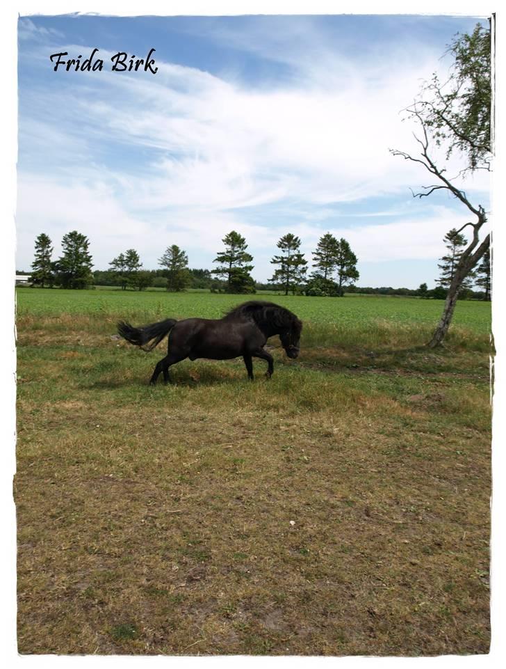 Shetlænder |Madsen| - passer. - {19} - fuld fart ! billede 19