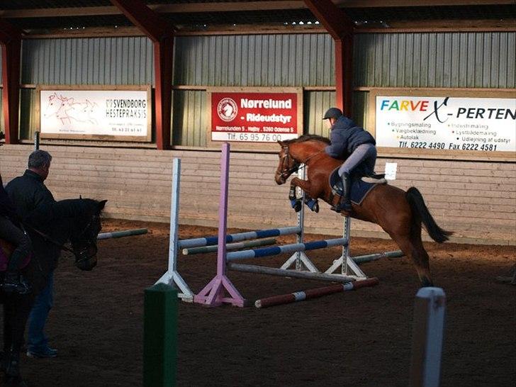 Anden særlig race Mr. Matrix - hoooold da op ! den pony ka´ hvist godt springe? billede 8