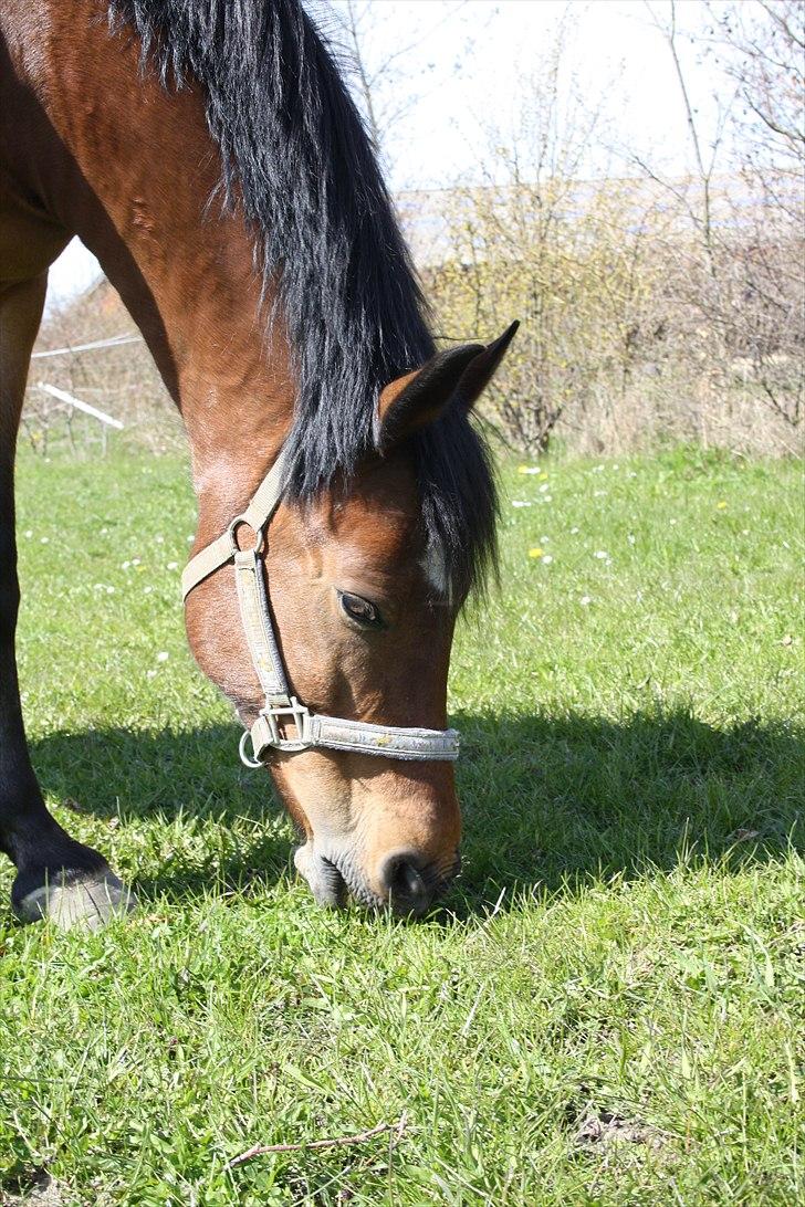 Anden særlig race Mr. Matrix - 24 april 2010 billede 10