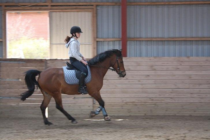 Anden særlig race Mr. Matrix - gallop <3  billede 11