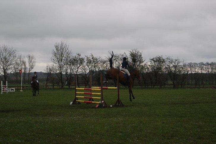 Dansk Varmblod Beise   billede 12